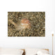 Brown and White Gastropod Wall Decal