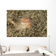 Brown and White Gastropod Wall Decal