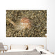 Brown and White Gastropod Wall Decal
