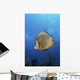 French Angelfish Jardines La Wall Decal