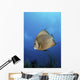 French Angelfish Jardines La Wall Decal