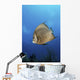 French Angelfish Jardines La Wall Decal