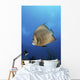 French Angelfish Jardines La Wall Decal