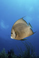 French Angelfish Jardines La Wall Decal