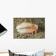 Tiny Red Hermit Crab Wall Decal