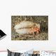 Tiny Red Hermit Crab Wall Decal