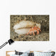 Tiny Red Hermit Crab Wall Decal