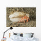 Tiny Red Hermit Crab Wall Decal