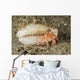 Tiny Red Hermit Crab Wall Decal