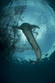 Whale Shark Swimming up Light Rays Wall Decal