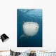 Massive Whale Shark with Wall Decal