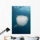 Massive Whale Shark with Wall Decal