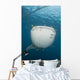 Massive Whale Shark with Wall Decal