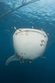 Massive Whale Shark with Wall Decal