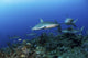 Caribbean Reef Sharks Swimming Horizontal Wall Decal