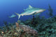 Several Caribbean Reef Sharks Ocean Wall Decal