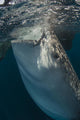 Large Whale Shark Siphoning Vertical Wall Decal