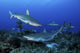 Caribbean Reef Sharks Swimming Together Wall Decal