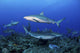 Caribbean Reef Sharks Swimming Wall Decal