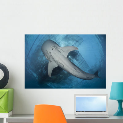 Whale Shark Seen Underneath Wall Decal shown on a wall
