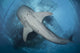 Whale Shark Seen Underneath Wall Decal