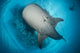 Whale Shark Seen Wall Decal