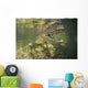 American Saltwater Crocodile Mangrove Right Jaw Wall Decal