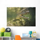 American Saltwater Crocodile Mangrove Right Jaw Wall Decal