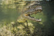 American Saltwater Crocodile Mangrove Right Jaw Wall Decal