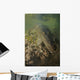 American Saltwater Crocodile Mangrove Wall Decal