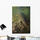 American Saltwater Crocodile Mangrove Wall Decal