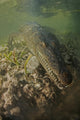 American Saltwater Crocodile Mangrove Wall Decal