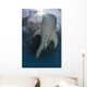 Whale Shark Swimming up with Fish Wall Decal