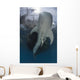 Whale Shark Swimming up with Fish Wall Decal
