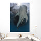 Whale Shark Swimming up with Fish Wall Decal