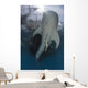 Whale Shark Swimming up with Fish Wall Decal