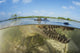 American Saltwater Crocodile Mangrove Water Surface Wall Decal
