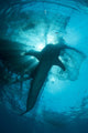 Whale Shark Swimming up Vertical Wall Decal