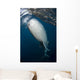 Large Whale Shark Coming Right Side Wall Decal