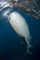 Large Whale Shark Coming Right Side Wall Decal