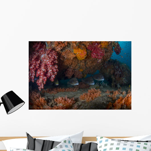 Sweetlip Fish Hiding underneath Wall Decal