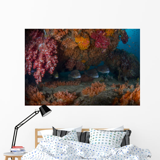 Sweetlip Fish Hiding underneath Wall Decal