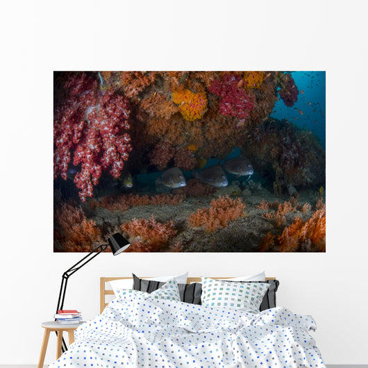 Sweetlip Fish Hiding underneath Wall Decal