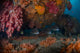 Sweetlip Fish Hiding underneath Wall Decal