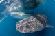 Pair Whale Sharks Barrelling Wall Decal