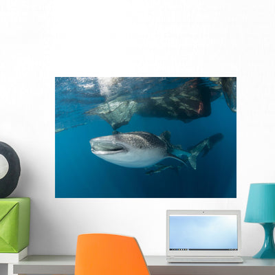 Massive Whale Shark Swimming Wall Decal shown on a wall