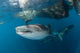 Massive Whale Shark Swimming Wall Decal