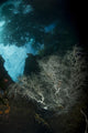 White Black Coral Bush Wall Decal