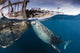 Large Whale Shark Siphoning Wall Decal