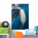 Large Whale Shark Coming with Divers Wall Decal